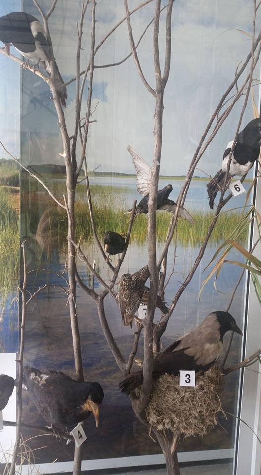 silistra iounios 2017 (14)